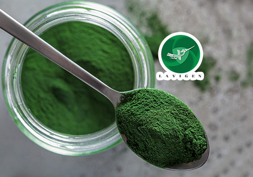 10 Lợi Ích Của Tảo Xoắn Spirulina