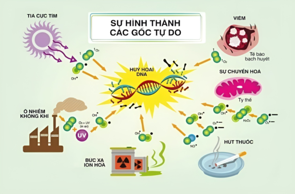 Một công dụng của tảo xoắn vô cùng cần thiết cho đời sống hiện đại là thải độc kim loại nặng