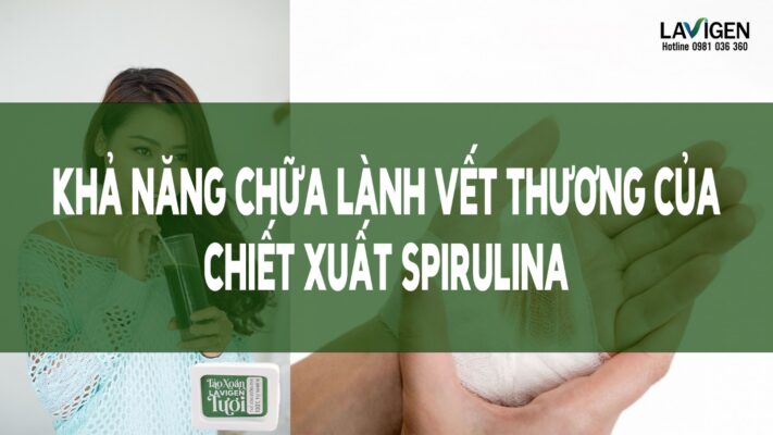 Khả Năng Chữa Lành Vết Thương Của Chiết Xuất Spirulina Platensis Trên Tế Bào Nguyên Bào Sợi Ở Da Người