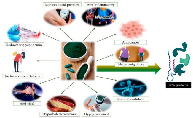 Spirulina tác động tích cực đến cơ thể giúp tăng cường hệ miễn dịch, ổn định sức khỏe