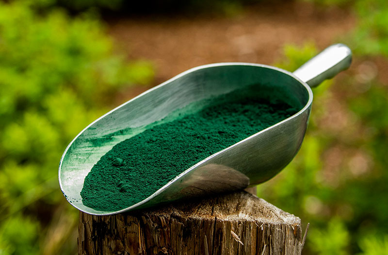 Ngoài chứa đa dưỡng chất, tảo xoắn Spirulina còn có đặc tính chống viêm và chống oxy hóa